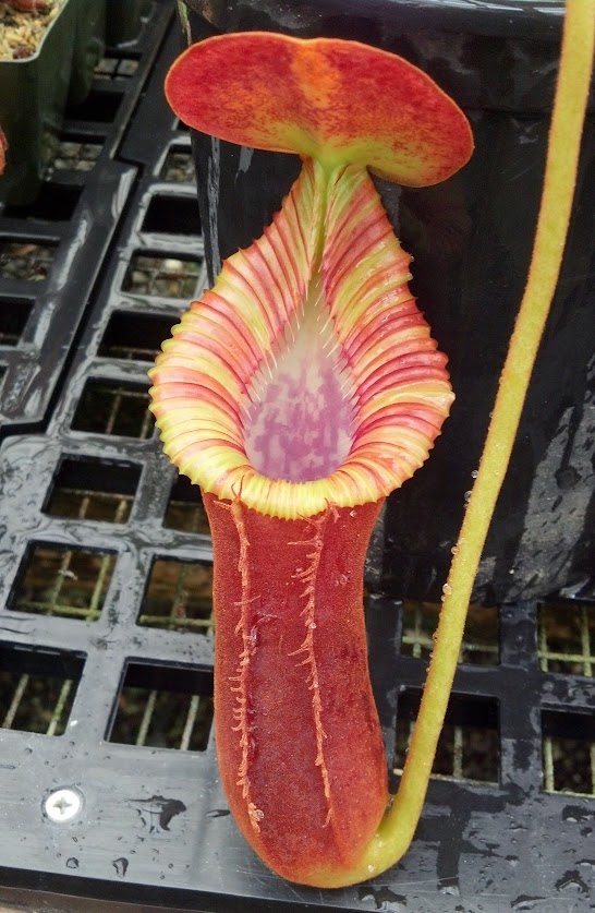 Nepenthes x trusmadiensis