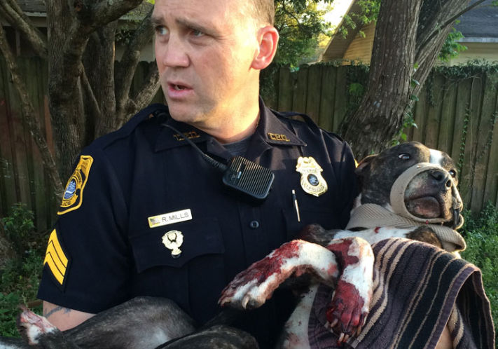 Tampa Police Sgt. Rich Mills carries an injured dog to a police vehicle for a trip to an emergency veterinarian around dusk on Wednesday. [Tampa Police Department]