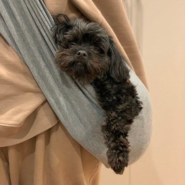 Small black dog relaxing in a gray papoose-style dog sling.