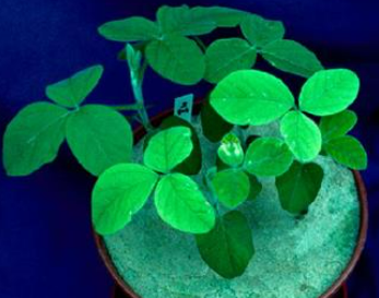 Planta de soja com sintoma de deficiência de ferro, apresentando clorose nas folhas novas.