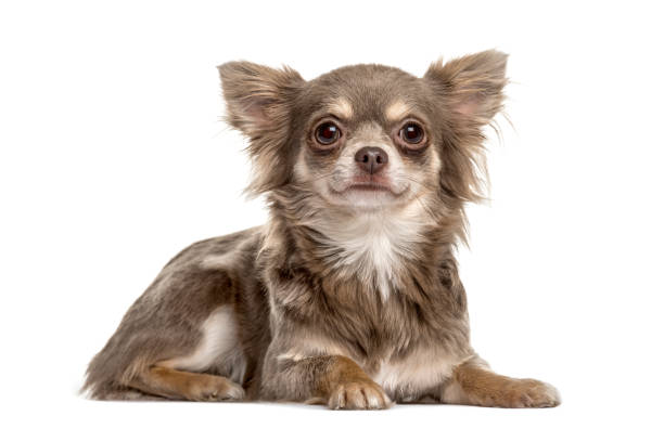 Chihuahua Lifespan
