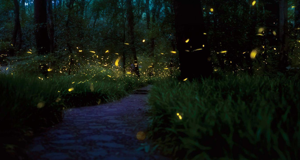fireflies at night