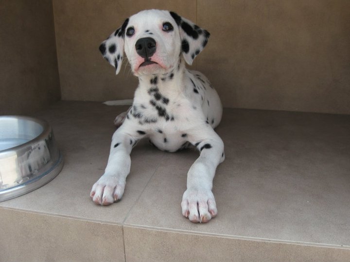 File:Dalmatian puppy 03.jpg - Wikimedia Commons