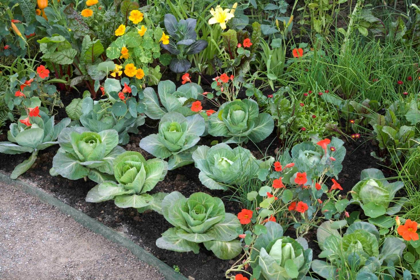 companion plants around pumpkins 