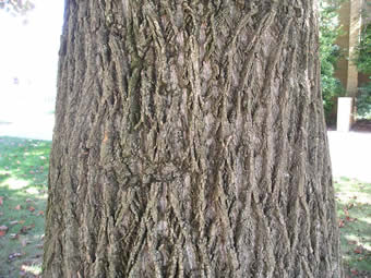 Easy to Split