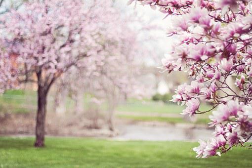 100,000+ Best Spring Images & Free HD Stock Photos - Pixabay
