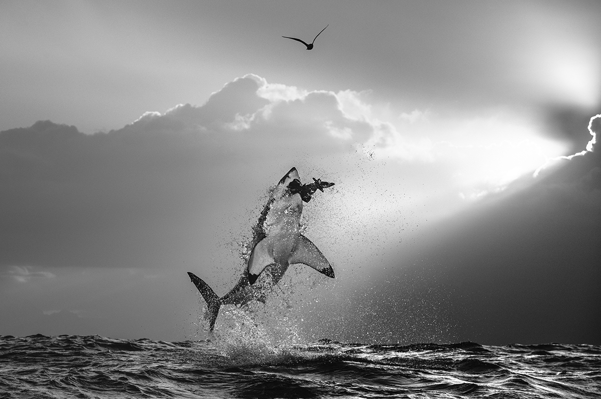 Shark Breaching by Chris Fallows