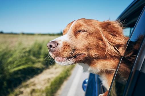 坐車時讓狗狗擁有正向、愉快的感受