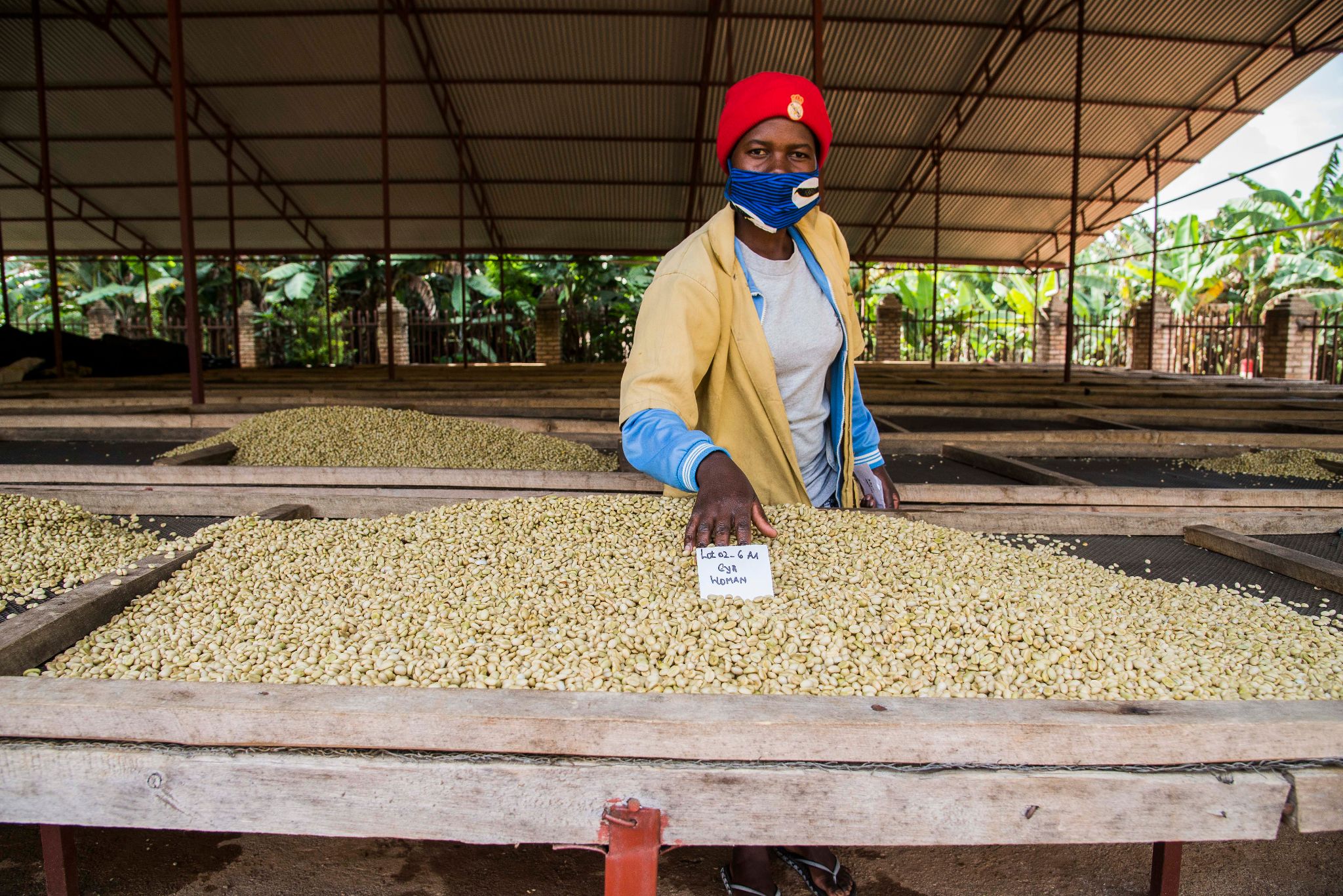 Kaffeekooperative in Ruanda, Trockenbetten für Rohkaffee