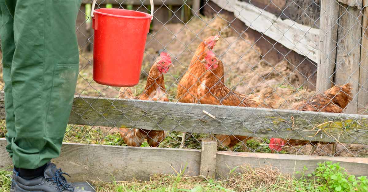 one benefits of chicken nets is they help you keep your chickens’ living space clean