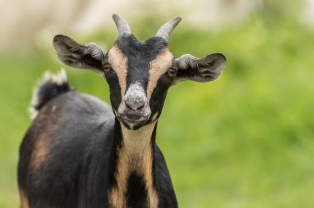 Accepting Goats as Unusual yet Wonderful Pets