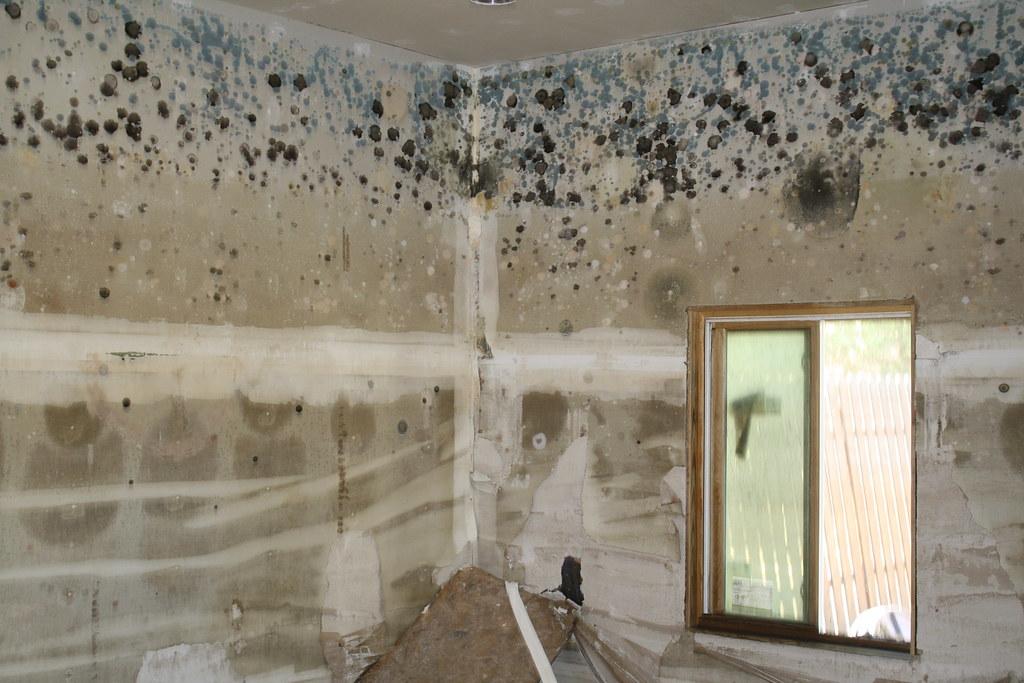 Mold remediation: how to remove mold permanently