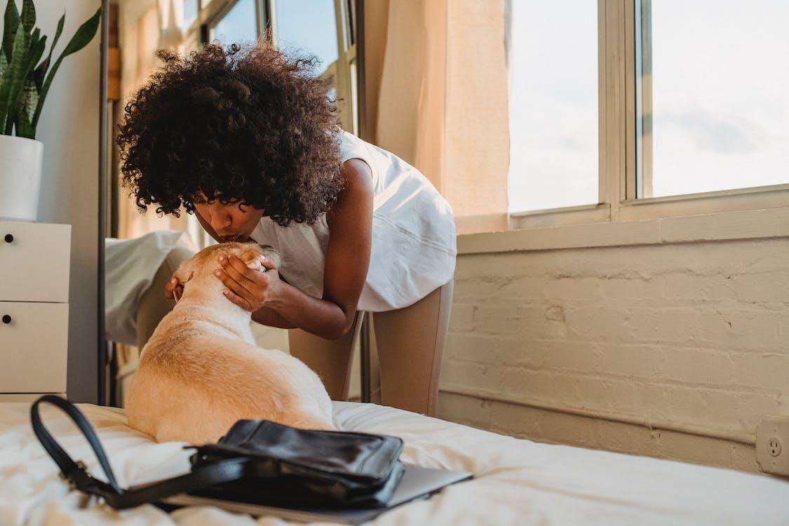 Free Positive young African American female wearing casual clothes bending forward and kissing adorable Labrador dog lying on cozy bed in light bedroom Stock Photo