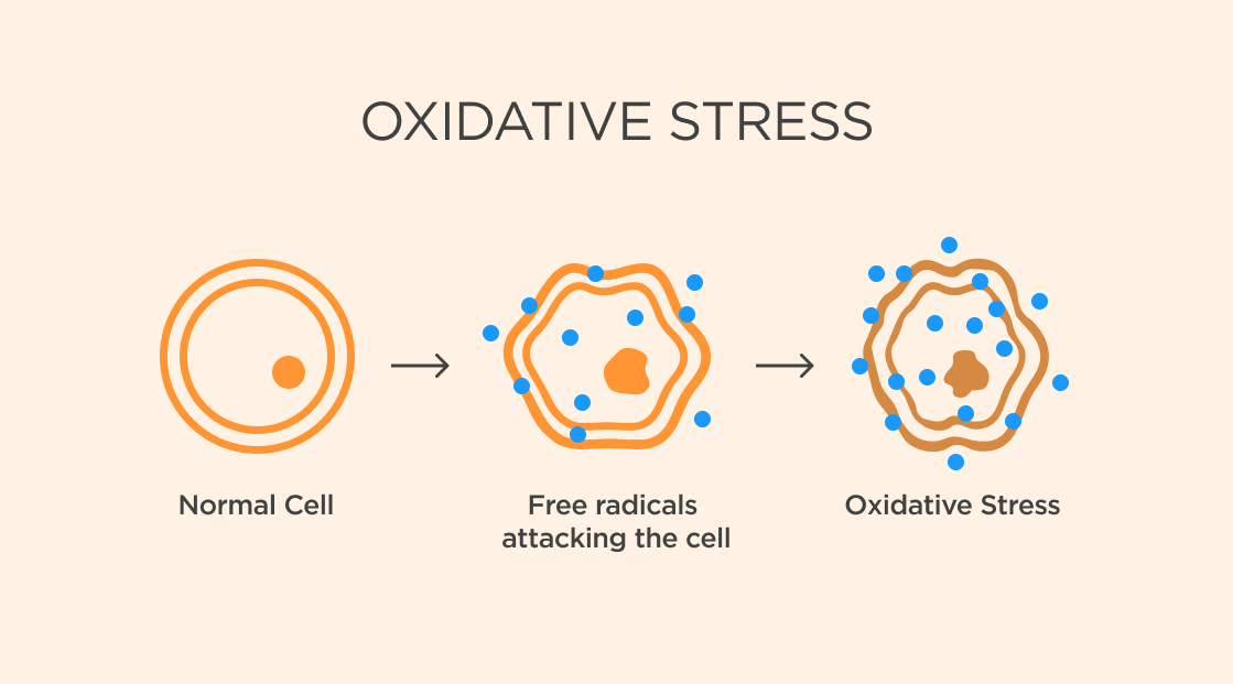 Free radicals oxidative stress skin ISDIN