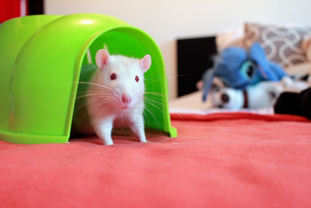 rat blanc domestique en appartement
