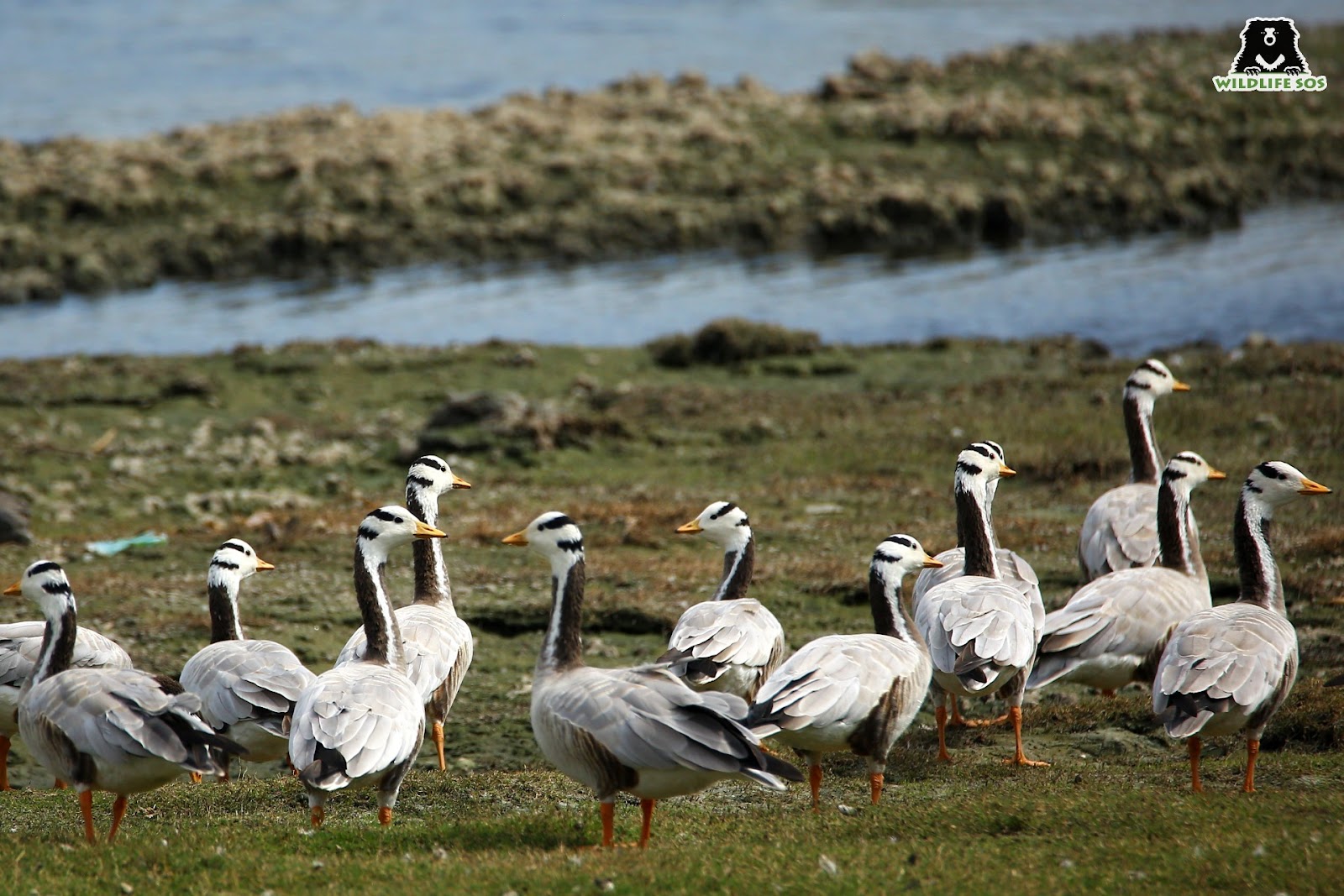 bar headed geese are migratory birds