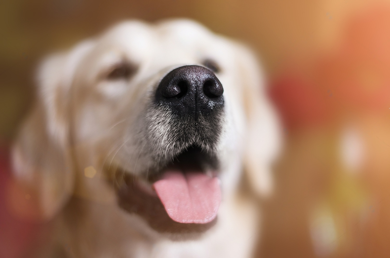 Why Are Dogs Noses Wet? 3 k4u4YVFUTlATzr NwLpOYVx6oTFjC37RUhPrVtT1uf4uX92XIxivNk9w