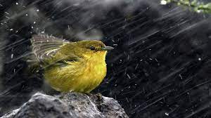 birds go when it rain