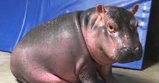 hipopotamo bebe bilaketarekin bat datozen irudiak