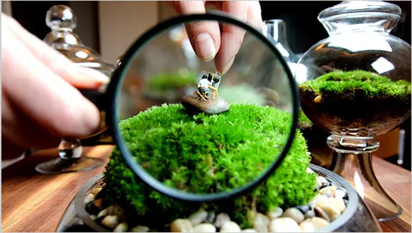 Terrarium Pokok.Asia