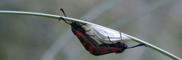 Two red and black insects protecting an egg sack.