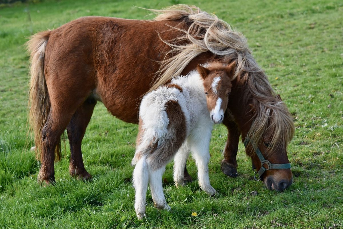 Horses And Ponies