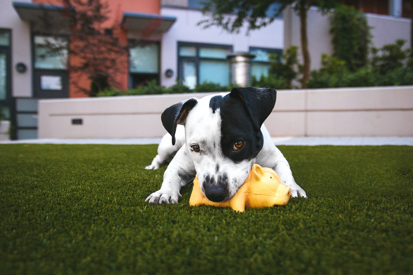 狗咬膠玩具可以在狗狗換牙階段，紓緩口中不適感。