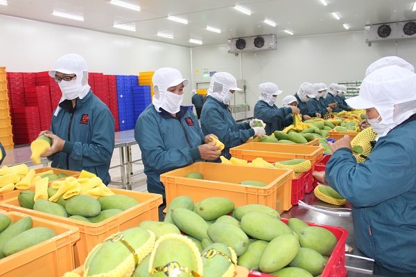 Đóng gói trái cây để xuất khẩu