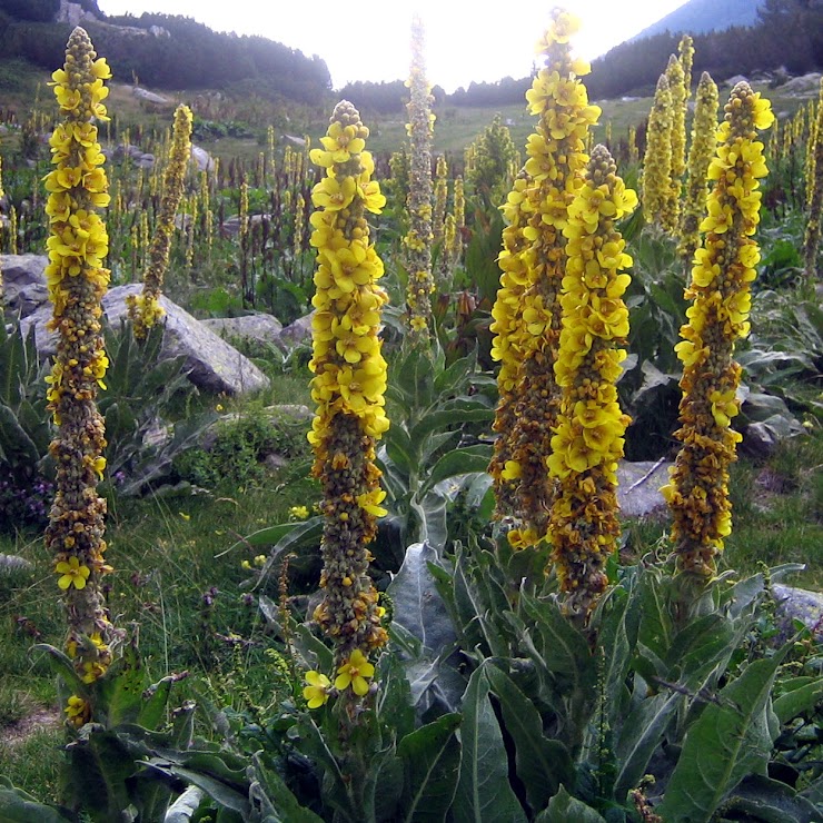 Verbascum densiflorum