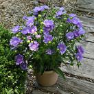 https://www.vitroflora.pl/img/produkty/rosliny/_137X137/byliny-i-trawy_stokesia_75432_8.jpg