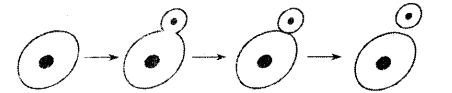 cbse-previous-year-question-papers-class-10-science-sa2-outside-delhi-2016-14