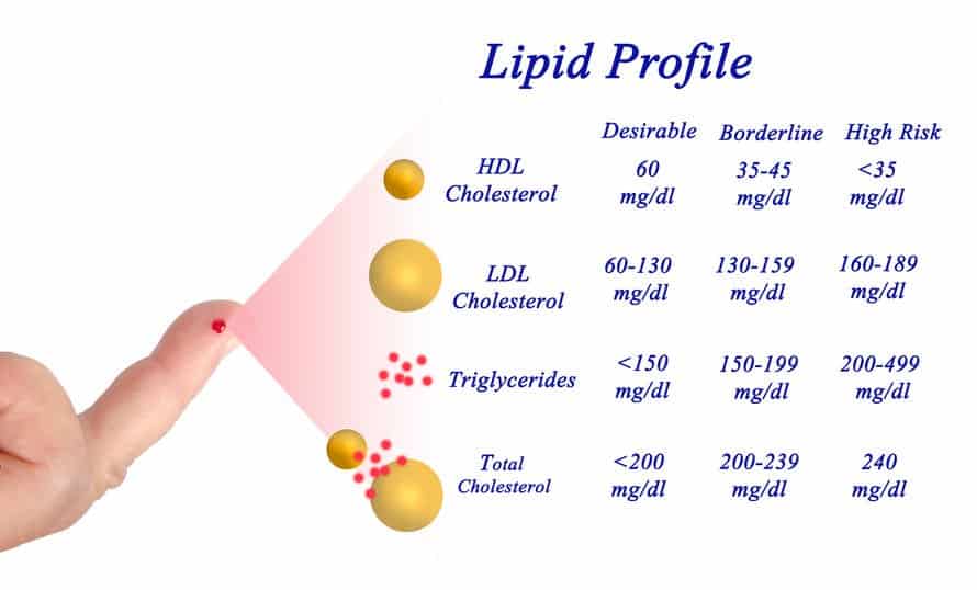 LDL-Cholesterol - The "Bad" Cholesterol Explained