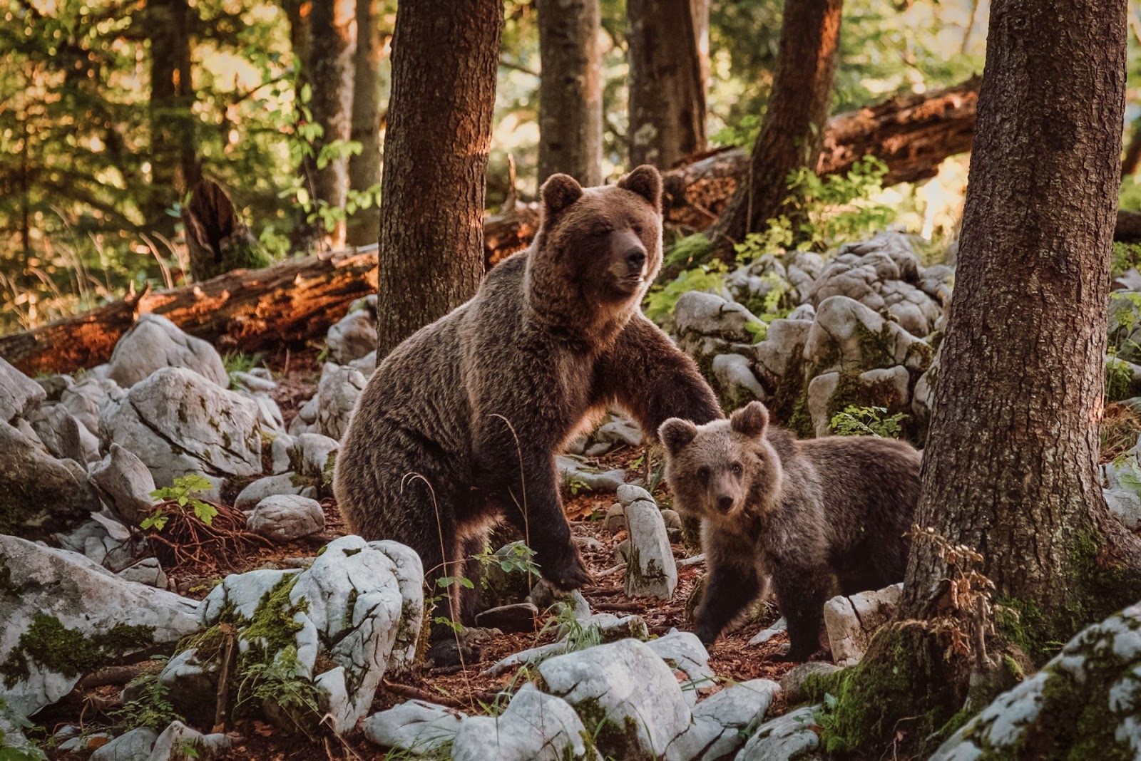 Brown bear in woods with her cub and some trees