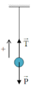 Con lắc ở vị trí cân bằng chịu tác dụng của trọng lực $vec{P}$, lực căng dây $vec{T}$ - kiến thức về lực căng dây lớp 10
