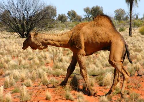 australian-desert-animals-5 | Nature&#39;s Crusaders