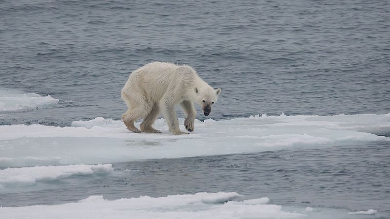 File:Endangered arctic - starving polar bear.jpg