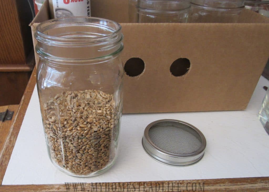 soak your fodder seeds for 24 hrs in a mason jar
