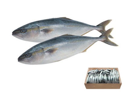 SOLD OUT - PLEASE CHECK OUT OUR PACIFIC MACKEREL (SIMILAR TO GALUNGGONG)