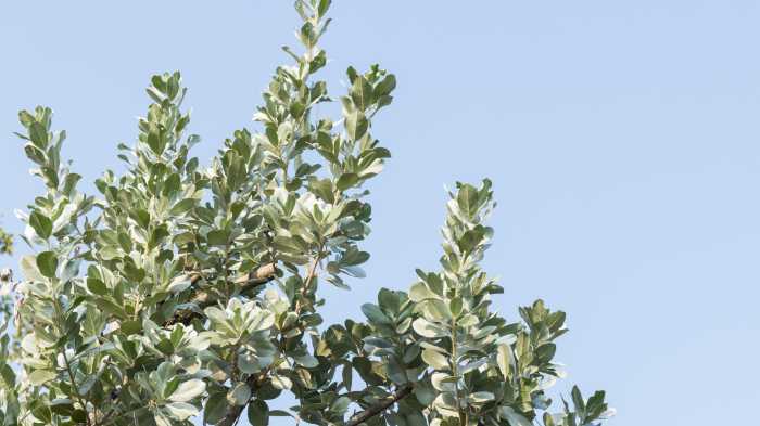 Silver Buttonwood and clear sky