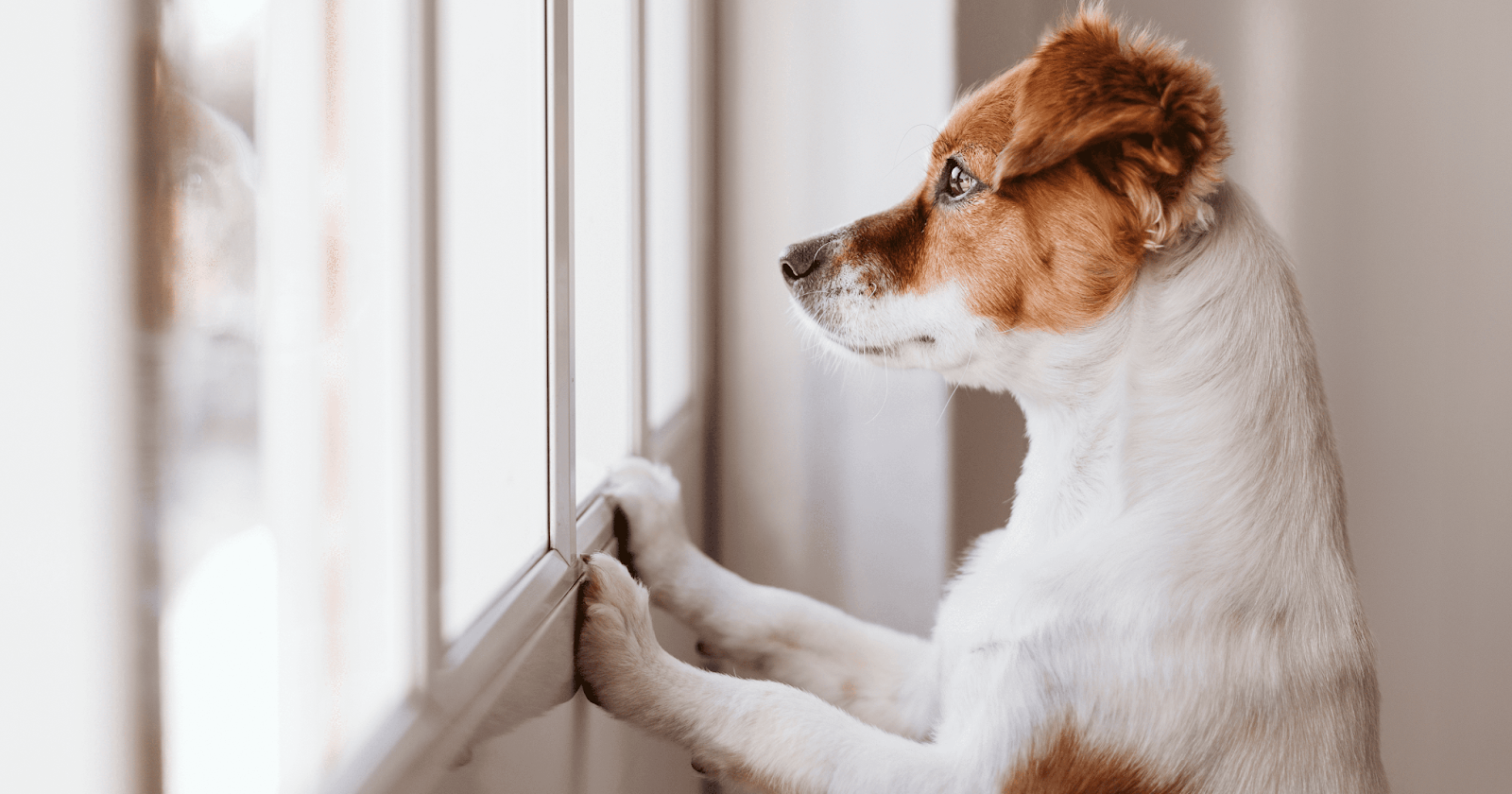 Small dog standing up to look out of a window