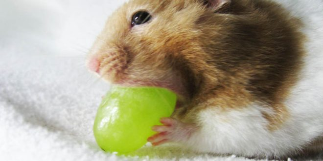 Make sure to de-seed the grapes before feeding your hamster. - rozacarpet - can hamsters eat grapes