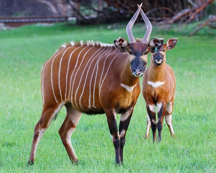 Cardiac Arrest in Bongo Antelope 1.jpg