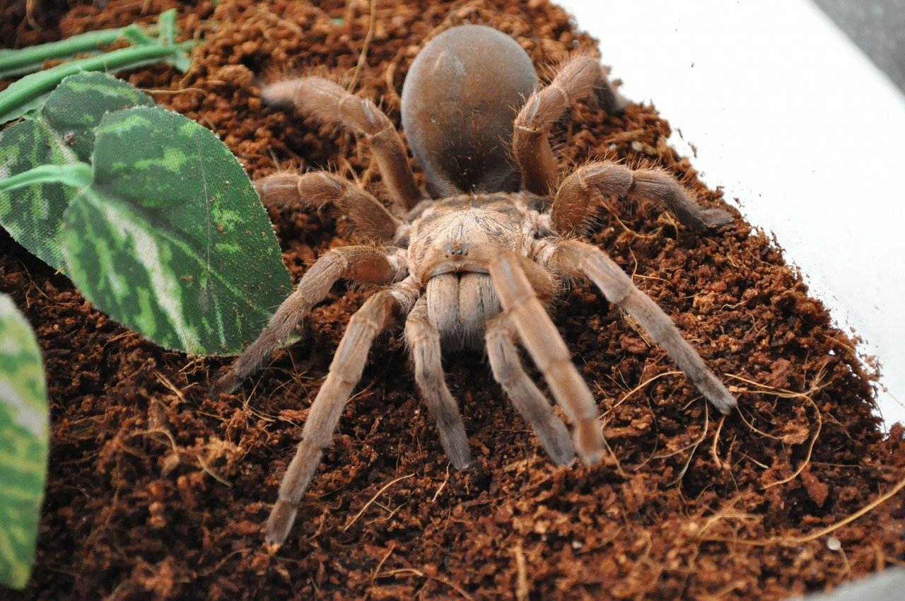 Tarantula near fake plant