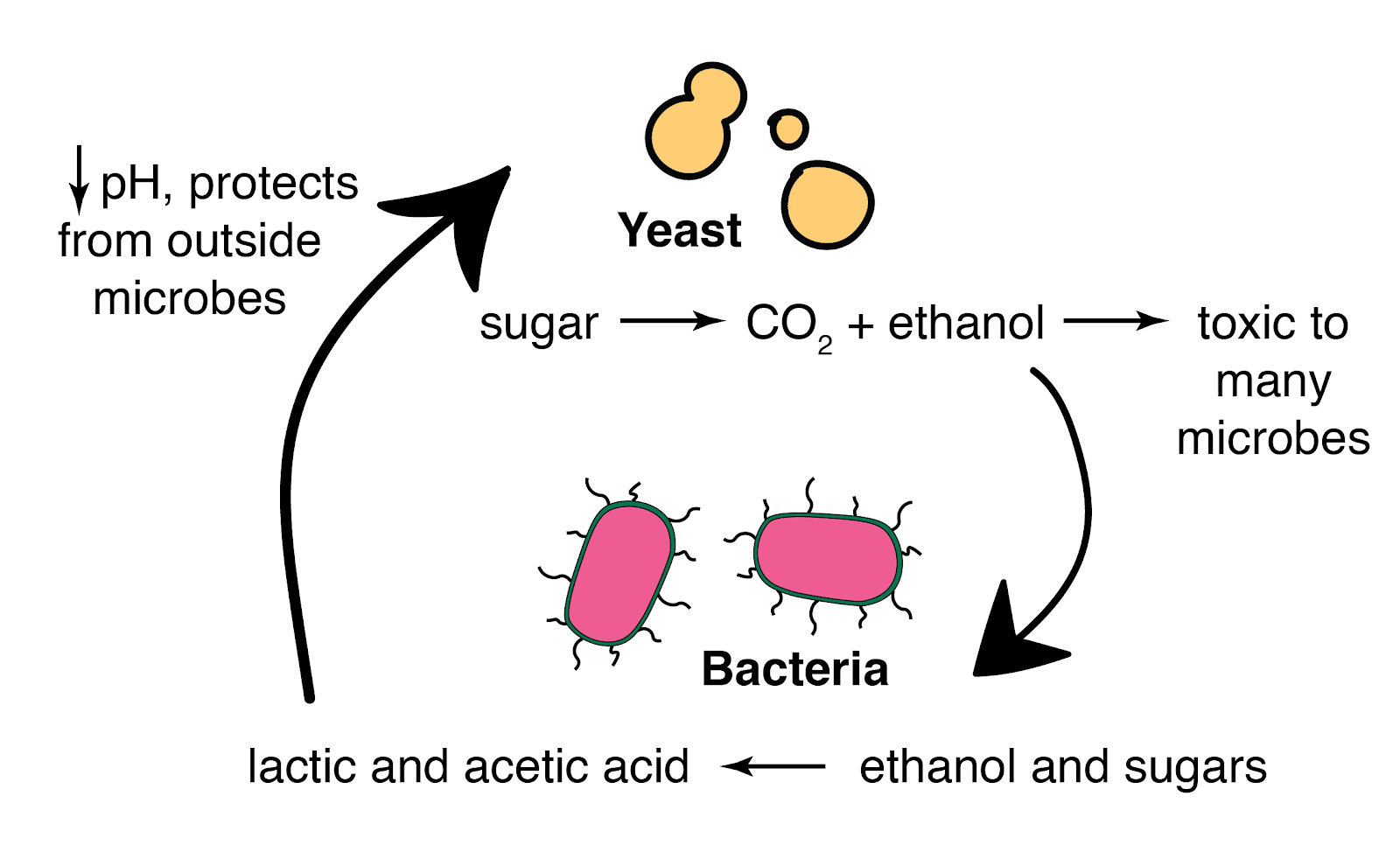 Wild Fermentation - Science in the News