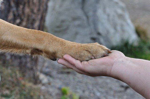 Why Do Dogs' Paws Turn Black?