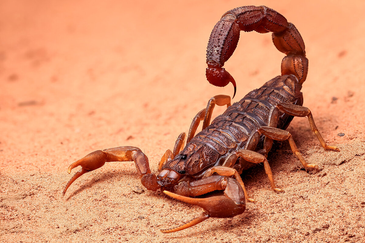 Scorpions
