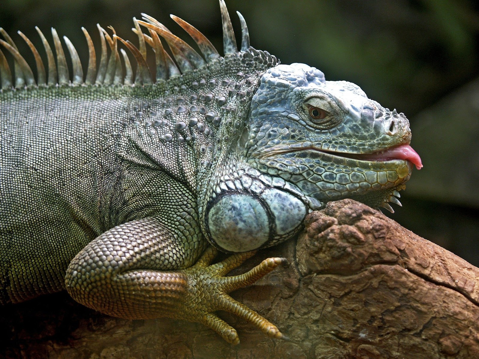 Iguana sticking out its tongue