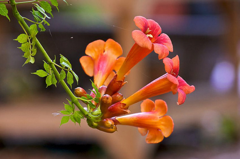 Trumpet Vine (Campsis grandiflora)