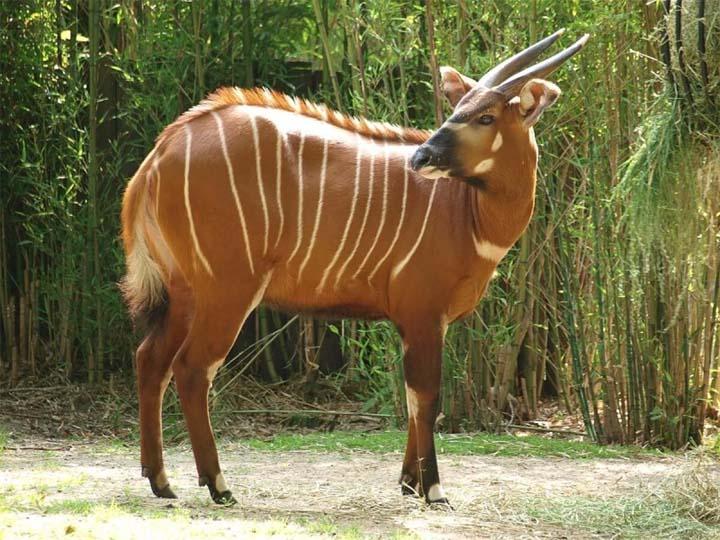 Cardiac Arrest in Bongo Antelope 2.jpg