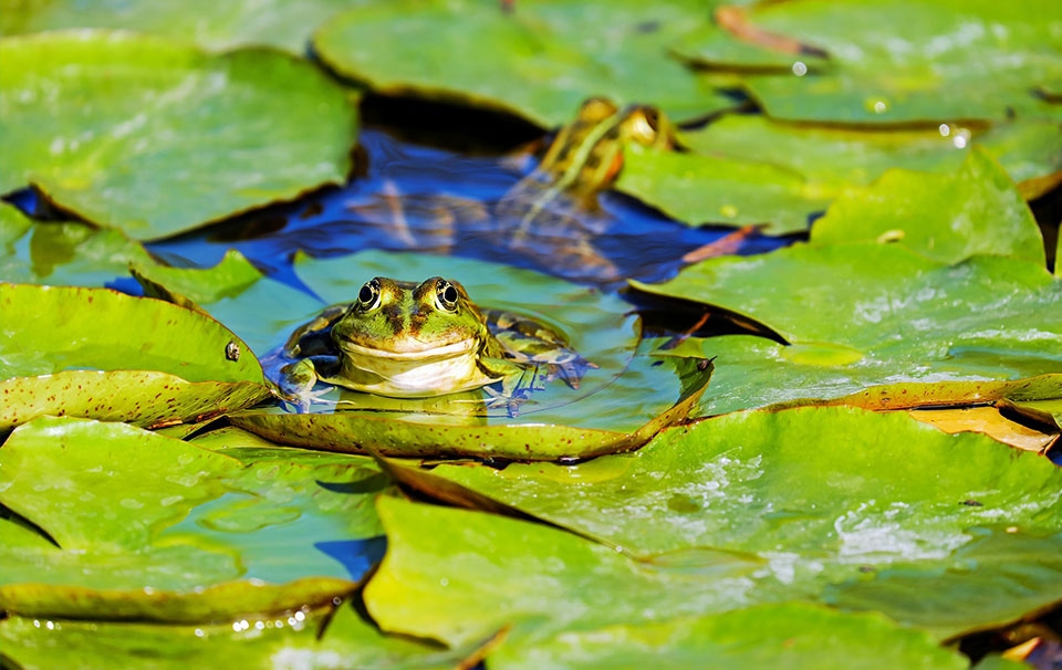 What do frogs eat in a pond